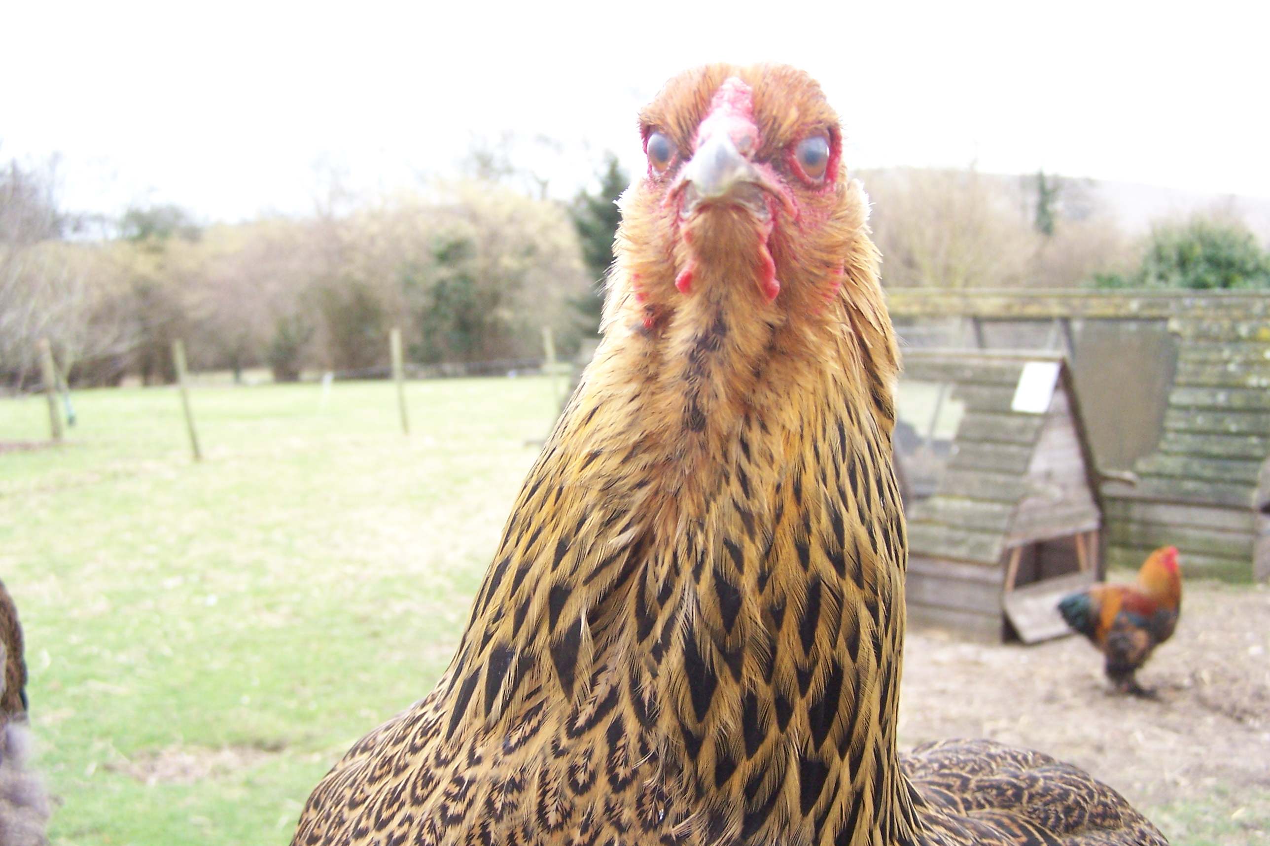 evilchicken.jpg