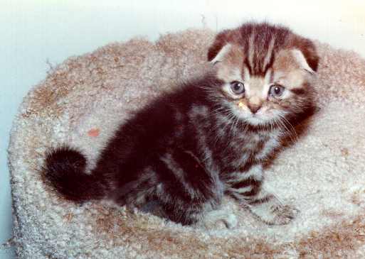 kykitten.jpg
