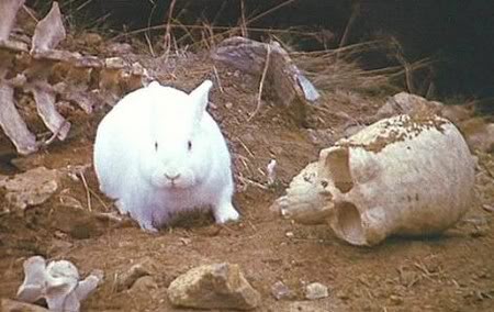 rabbit.jpg