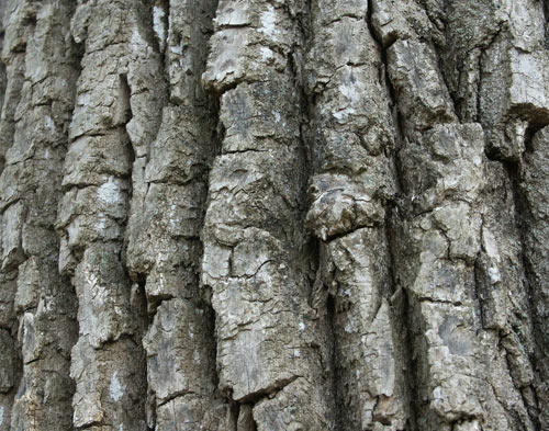 bark-w.jpg