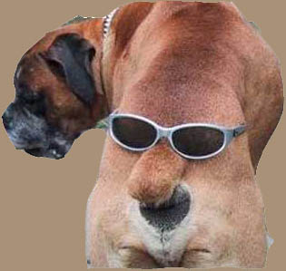 sunglasses_on_dogs_butt.jpg