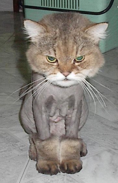 pissed-off-kitty.jpeg