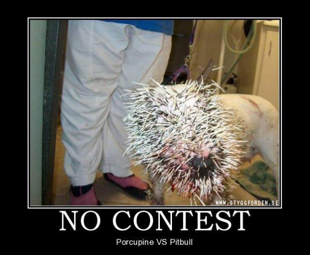 Despair_-_No_Contest.jpg