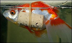 _1972476_fish300.jpg