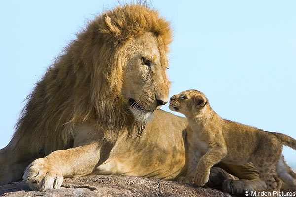 lionkingDM1807_600x400.jpg