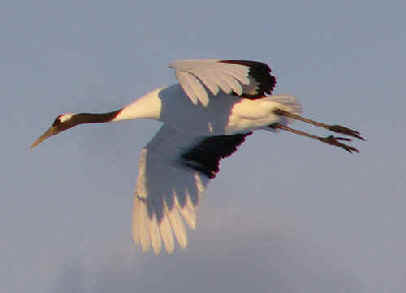 BirdLi51.jpg