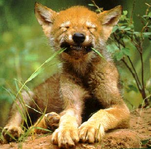 wolfpup.jpg