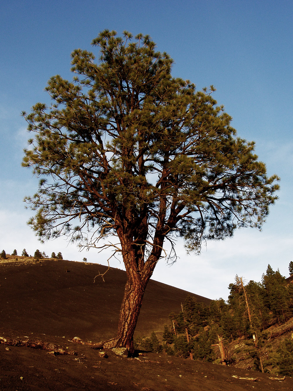 tree.jpg