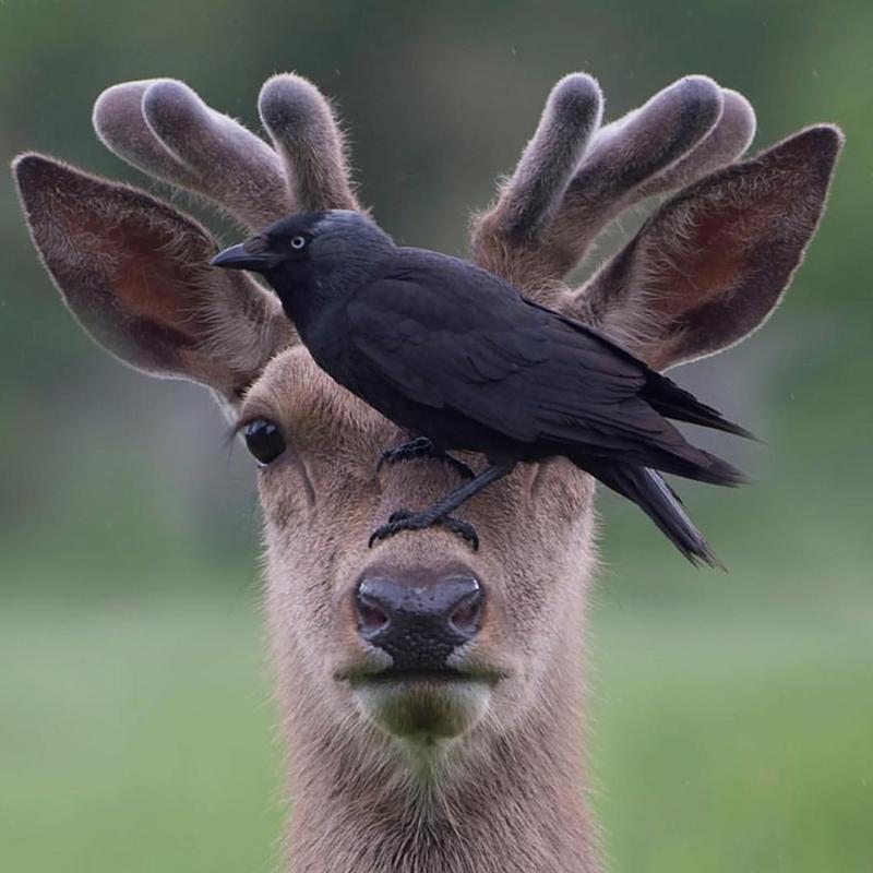 crowdeer.jpg