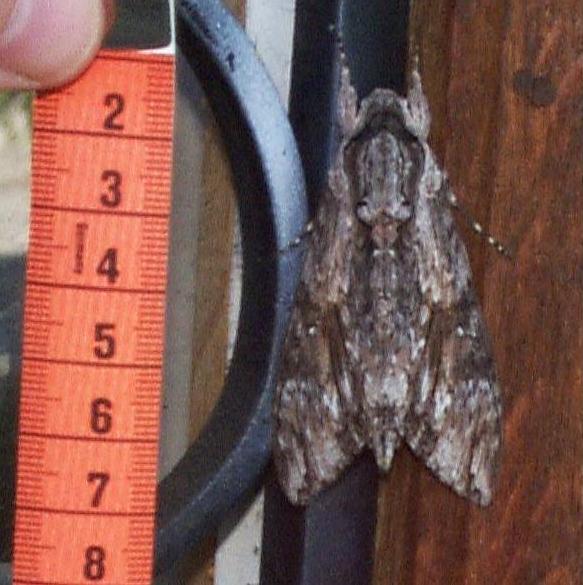 giant_moth.jpg