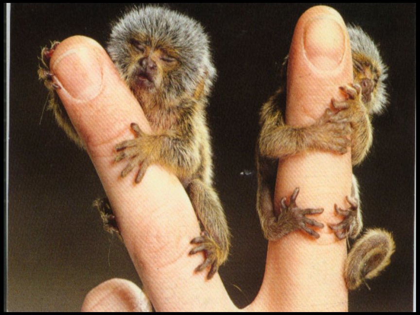 marmoset.jpg