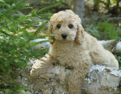 labradoodle-picture-logcabin1b.jpg