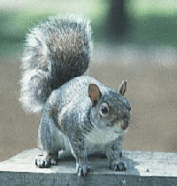 grey%20squirrel.gif