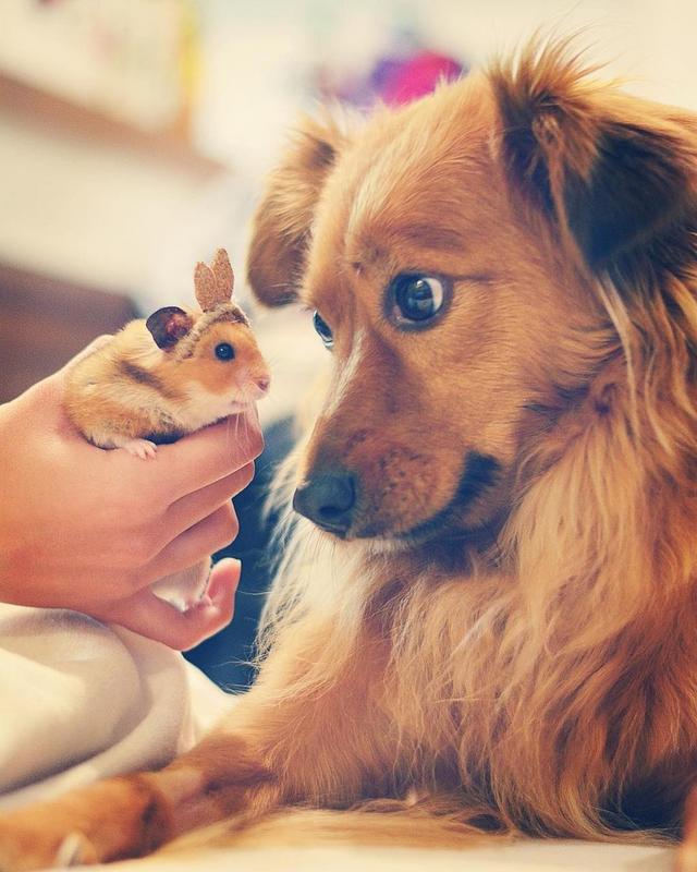 hamstercute_insta20171010222825779.jpg
