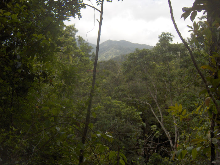 daintree-rainforest.jpg