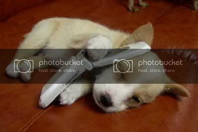 funny-pictures-of-dogs-phone-dog.jpg