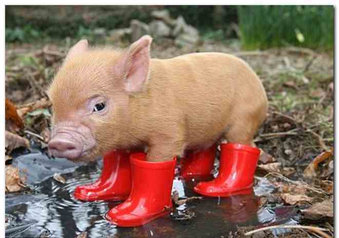teacup-pig-in-rain-boots.jpg
