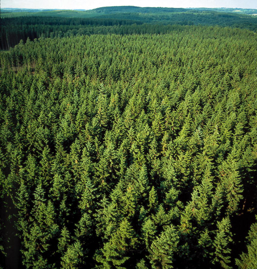 Pine_forest_in_Sweden.jpg