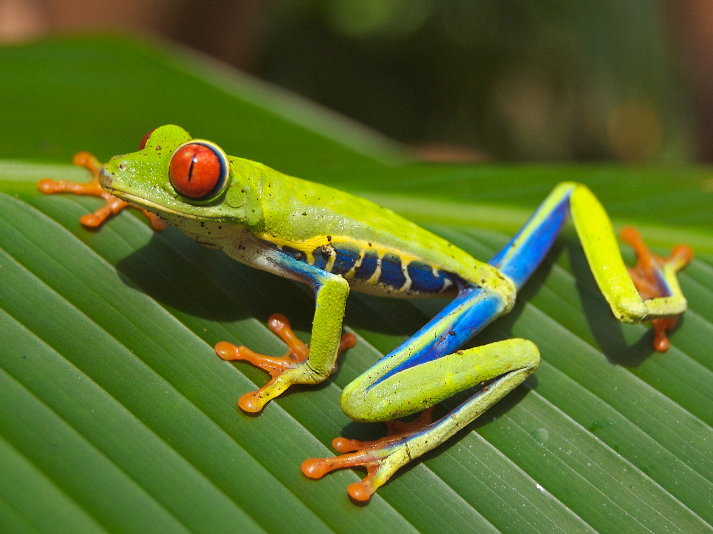 Red_eyed_tree_frog_edit2.jpg