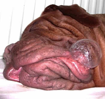 sleeping_dog_1.jpg
