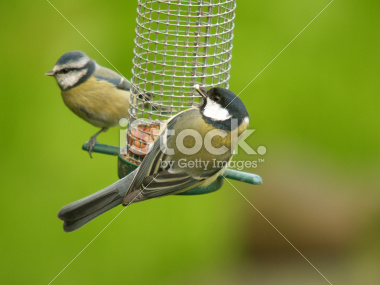 istockphoto_2246022_great_blue_tit.jpg