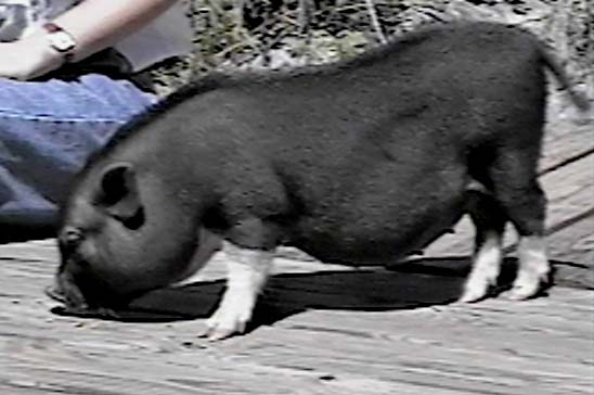 pig.jpeg