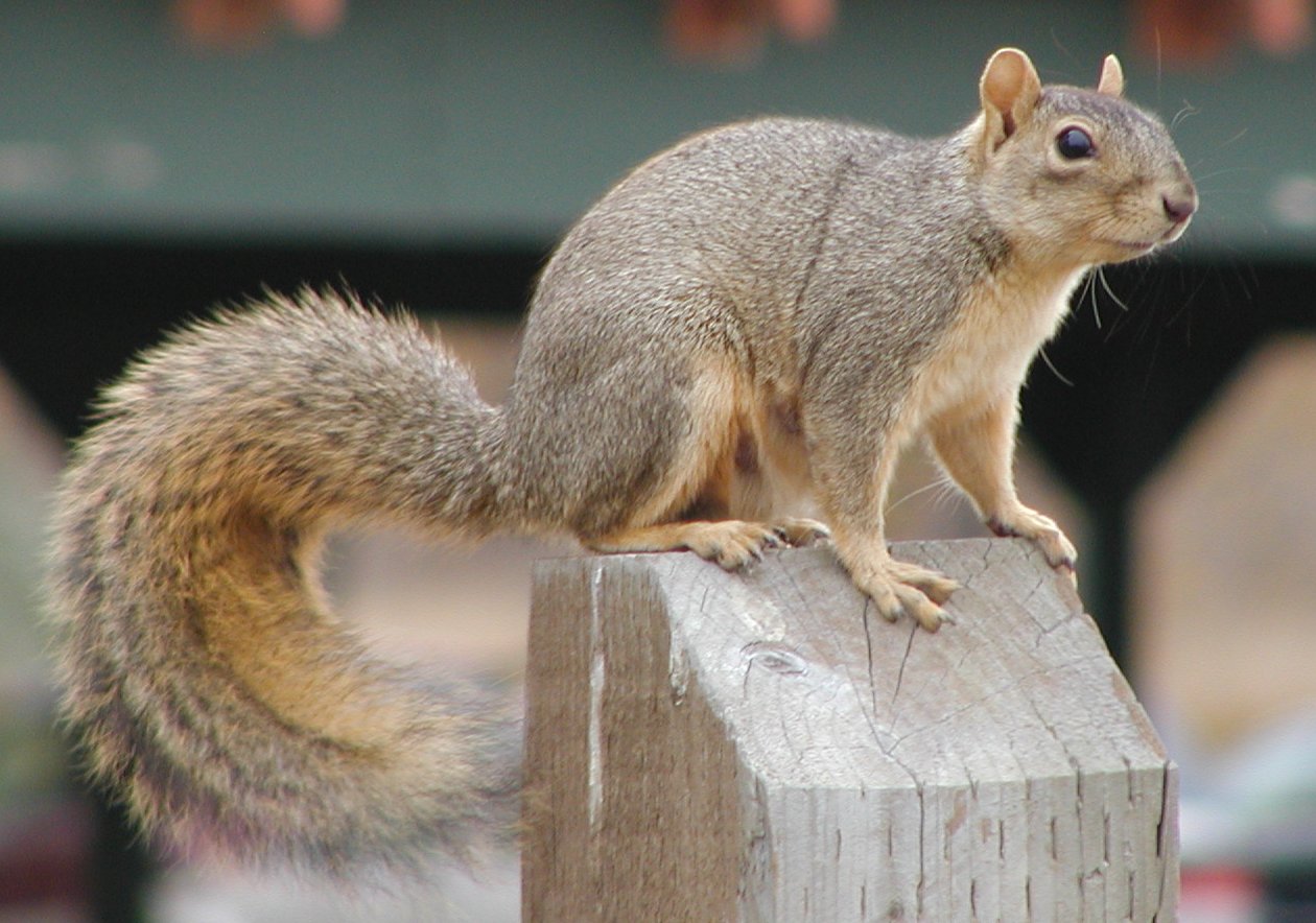Denver-Squirrel.jpg