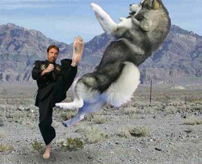chucknorris3.jpg