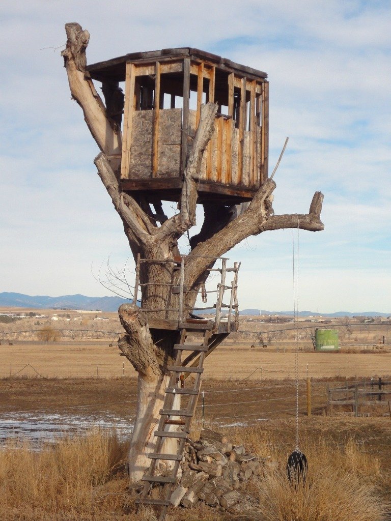 Tree-House-1.jpg