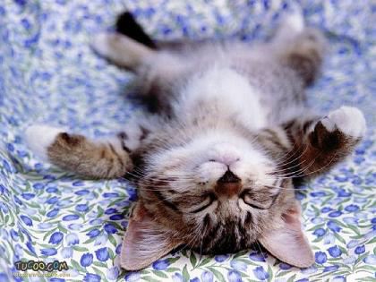 sleepy-kitten-01.jpg