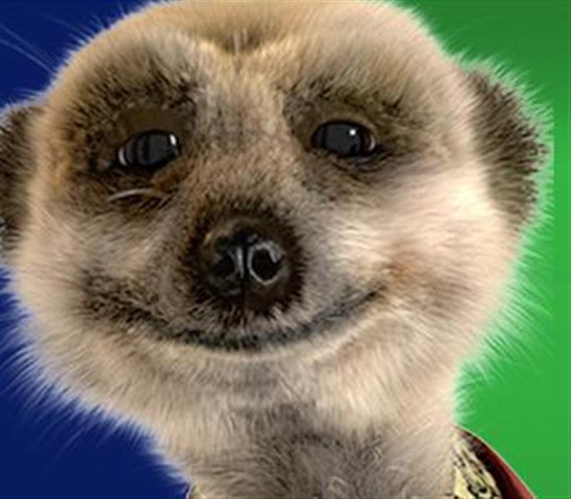 meercat-Medium-2.jpg