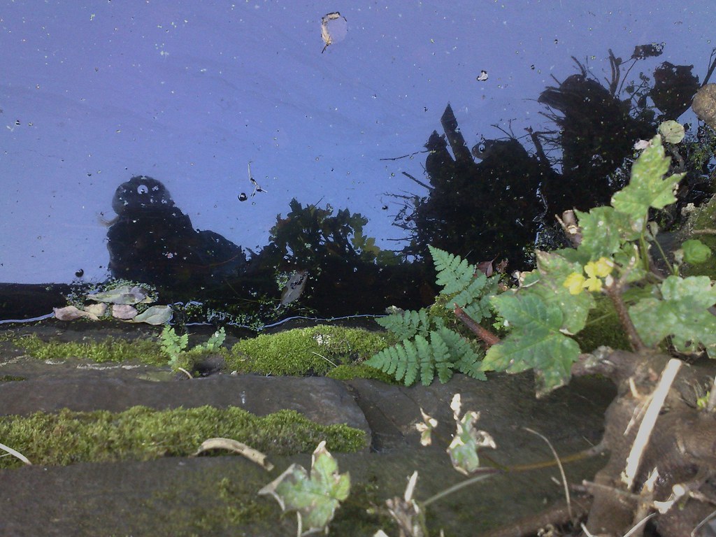 2883196381_905da81d01_b.jpg