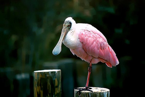 roseate-spoonbill.jpg