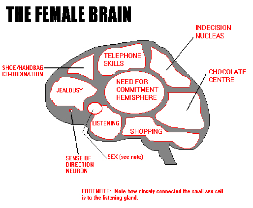 the-female-brain.jpg