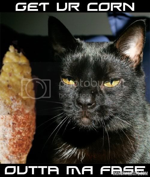 LOLCATZ19.jpg