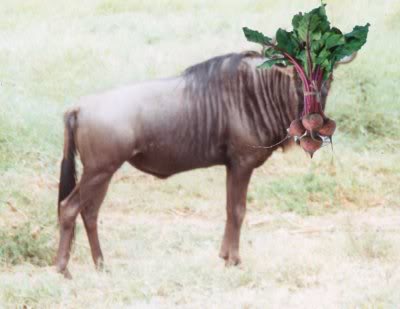 wildebeet.jpg