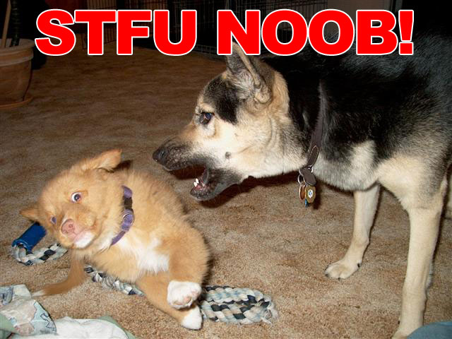 stfu_noob_dogs.jpg