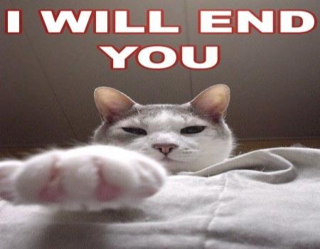 funnycat168.jpg