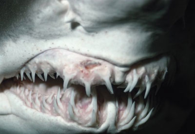 shark-teeth-1.jpg