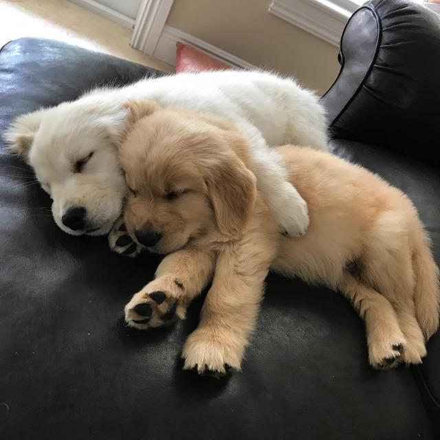 goldenboybear_20171018230011331.jpg