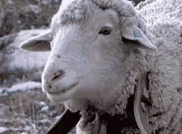 gifface250.gif