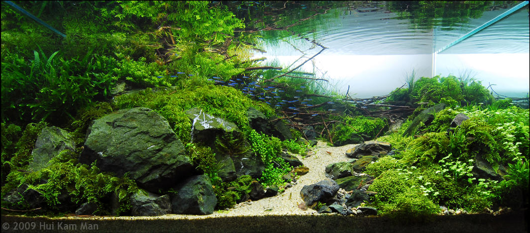 aga-aquascaping-contest-winner-7.jpg