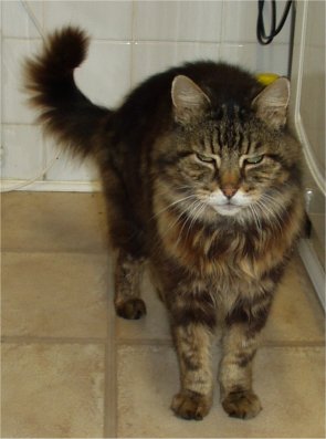 cat.jpg