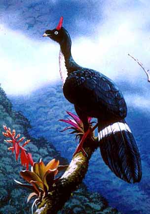 Guan_horned-Gilbert-art.jpg