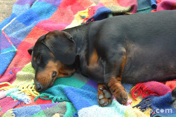 01_07_2---Let-Sleeping-Dogs-Lie_web.jpg