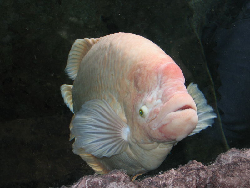 big_ugly_fish.jpg