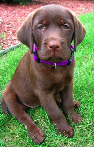 chocolate-puppy.jpg