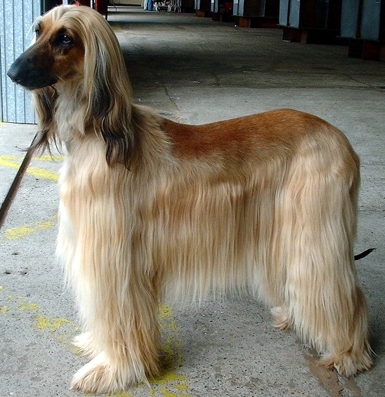 Afghan_Hound.jpg