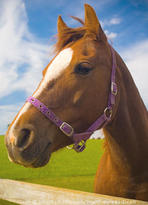 horse_000002920887XSmall.jpg