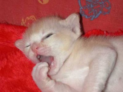 Kitten-Pictures-70.jpg